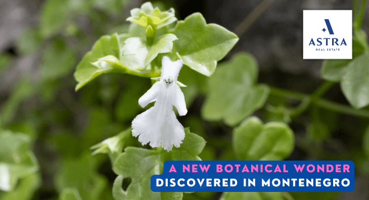 A Newly Discovered Botanical Wonder in Montenegro