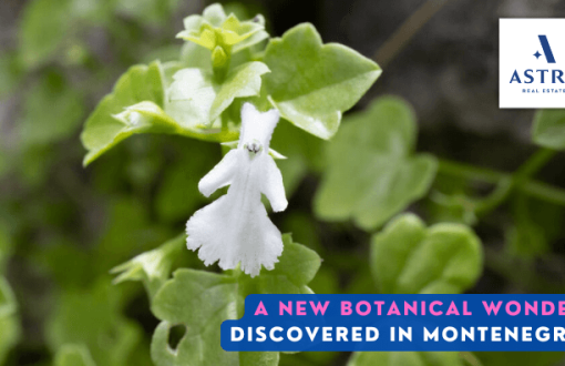 Botanical wonder discovered in Montenegro Astra Real Estate